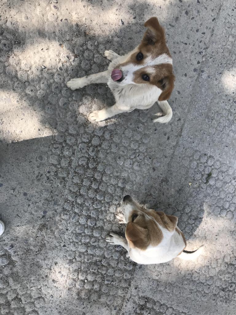 インドの街にいる野良犬たち（写真:著者提供）