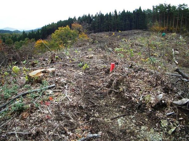 皆伐されてしまった森林。森林環境税が「森林破壊税」になってしまうのか…　（ｃ）朝日新聞社