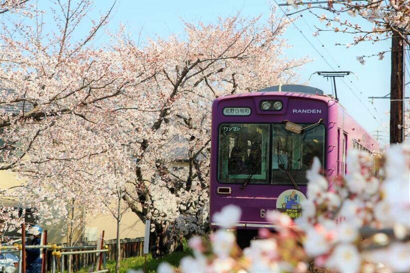嵐電［京都府］／桜の季節（３月下旬～４月上旬）には鉄道ファンだけでなく、世界中から観光客が訪れる（京福電気鉄道提供）