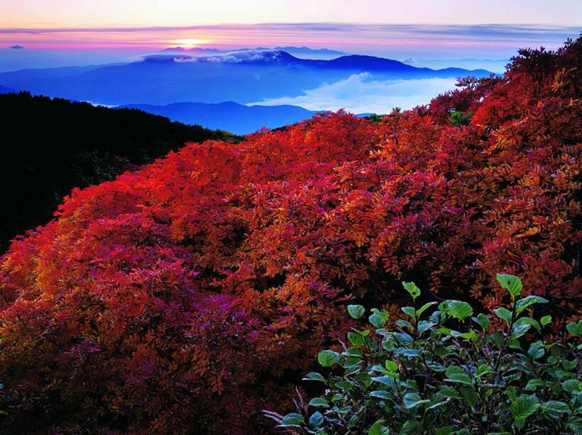 長野県・乗鞍高原位ケ原。こちらは「生命力」というより、「きれいなボリューム感のある紅葉が朝を迎えた」というイメージで画面を構成している。右下に緑を入れることでバランスを崩し、単調にならないように配慮した■ペンタックス６４５Ｚ・ｓｍｃペンタックスＦＡ６４５ ４５～８５ミリＦ４．５・ＩＳＯ４００・絞りｆ２２・１．３秒・ＰＬフィルター