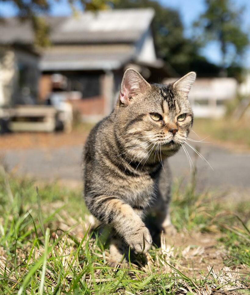 岩合光昭さんの初監督映画「ねことじいちゃん」で主役を務めたベーコン。