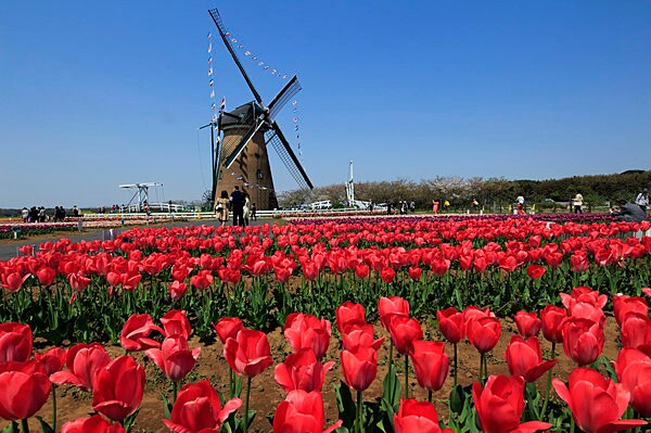 オランダ風車とチューリップのコラボが異国情緒たっぷり！
