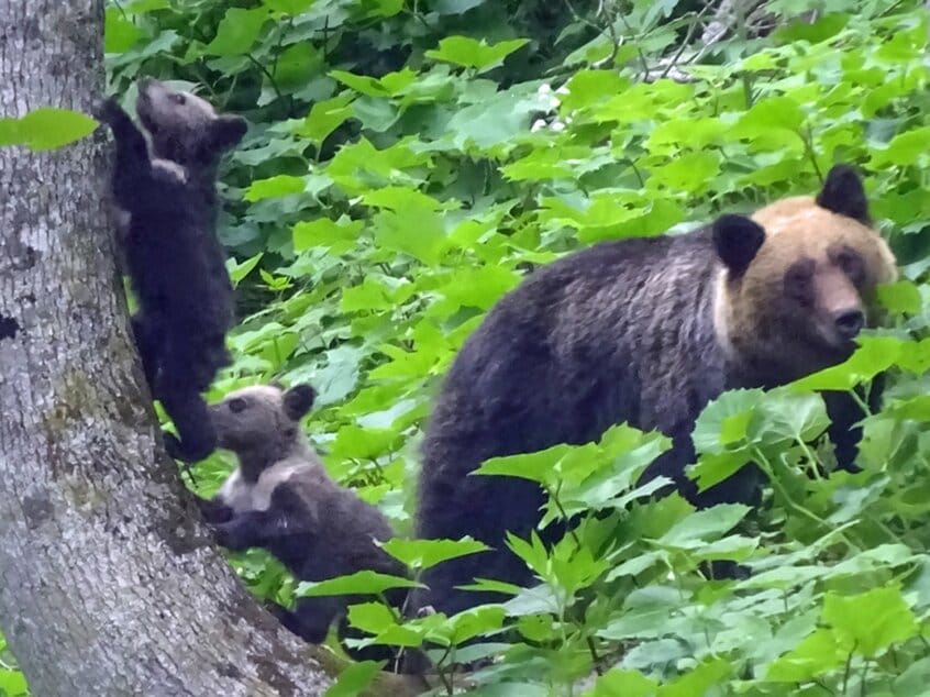 4年前に撮影された今回の加害個体とされる母グマと同一個体の可能性が高いメス成獣=石名坂豪さん提供