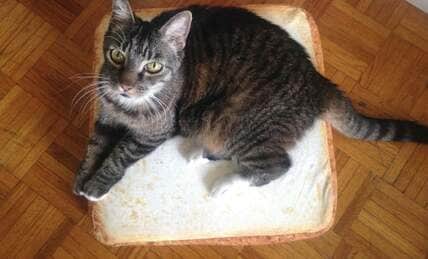 片目で飼い主を探したキジ猫の最期「一緒にいてほしいんだ」　安楽死の提案からの2年間