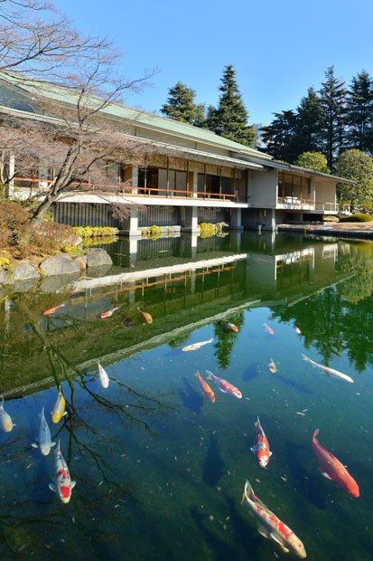 庭園の池を優雅に泳ぐ、色鮮やかな錦鯉（撮影／写真部・東川哲也）