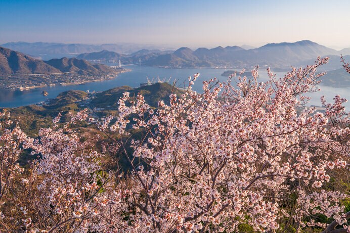 どこから見ても美しい約3,000本の桜並木