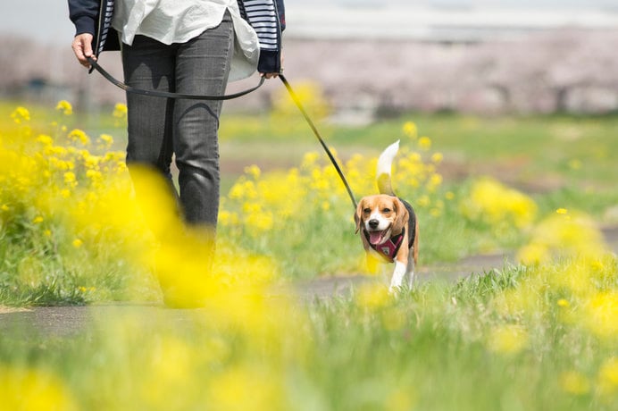 お散歩は飼い主さんにとってもワンちゃんにとっても、健康維持に最適！