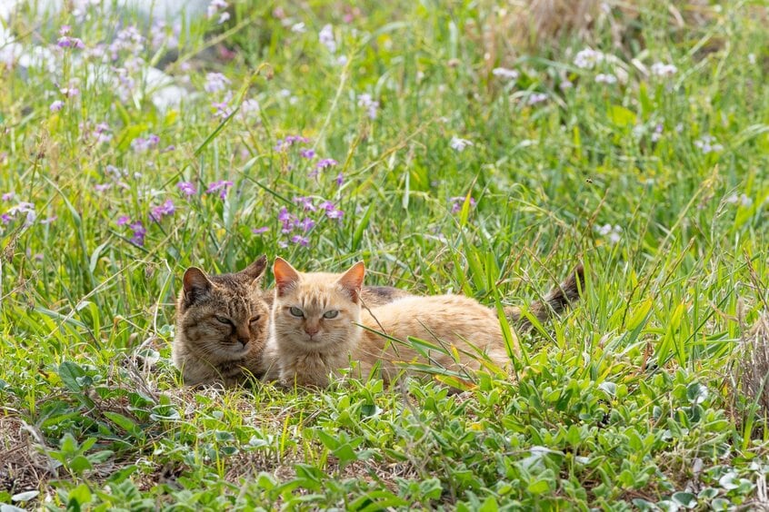 Canon　EOS　R1・f10・1／1250秒・ISO640（撮影／猫写真家・沖昌之）