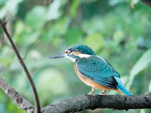 600mm相当にしてAF可能な最短撮影距離で撮影。ピンポイントAFで目の部分にフォーカスを狙った。さすがにピントは浅い。感度をISO800に抑えたこともありシャッター速度は25分の1秒と遅いが、構えやすいボディーと手ブレ補正機構の威力で撮影できた●108mm時(600mm相当)・絞り優先AE(絞りf2.8・25分の1秒・+0.3補正)・ISO800・AWB・JPEG