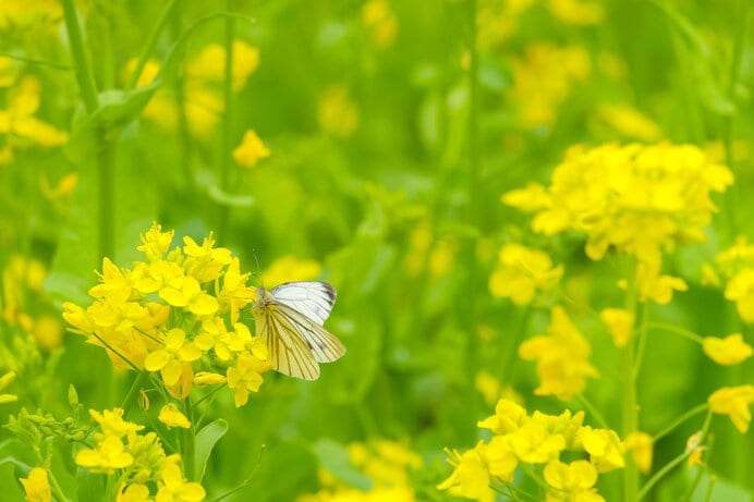 在来種スジグロシロチョウと外来種の菜の花。生物同士の関係性は複雑です