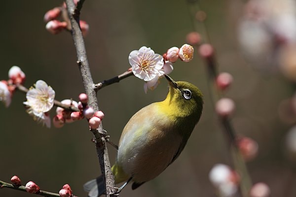 わたしは誰でしょう？　ちゃんと目を見て答えてね