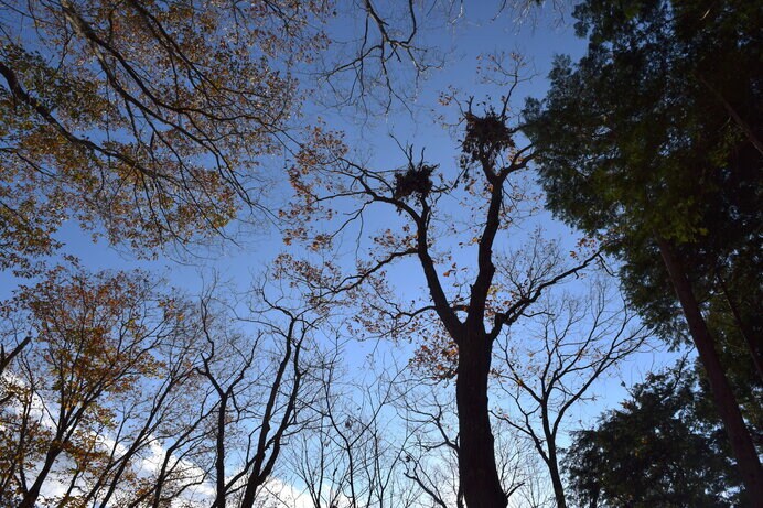 クマが木に登り、木の実を食べながら枝を座布団にした熊棚