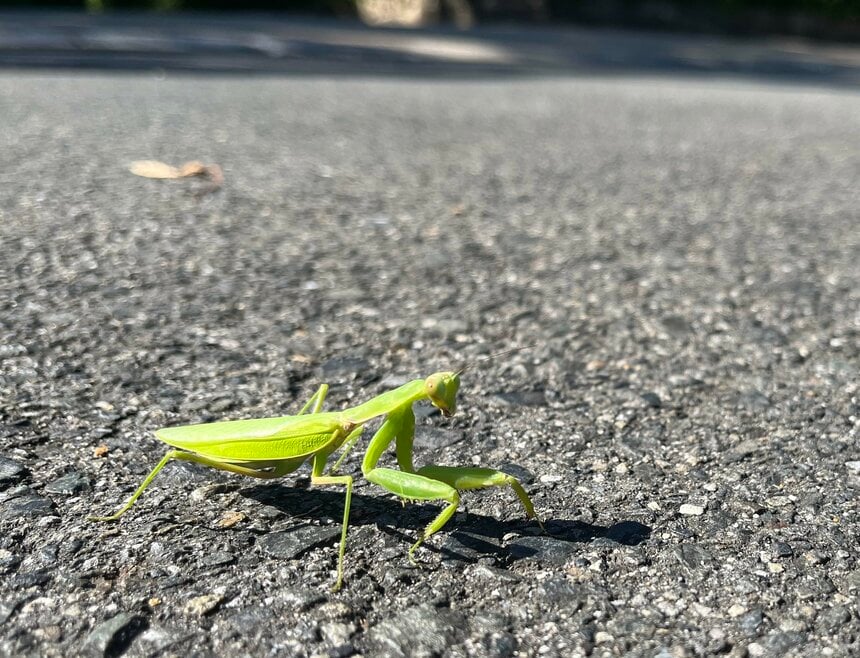 アスファルト道路を歩く「ハラビロカマキリ」