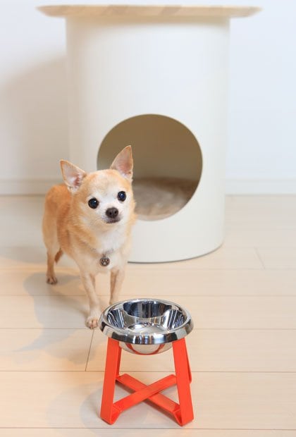 ペコロフードスタンド　M　７０００円犬・猫用。体高や食事の姿勢によってサイズを選ぶ。Sは高さ８７ｍｍ、写真のMは１３７ｍｍで体重５ｋｇ前後の猫や小型犬におすすめ。Lは高さ１４５ｍｍで、体重１０ｋｇ前後のフレンチブルドッグなど中型犬向け。ボウルの素材はSとMがステンレス、Lは磁器（撮影／写真部・松永卓也）
<br />