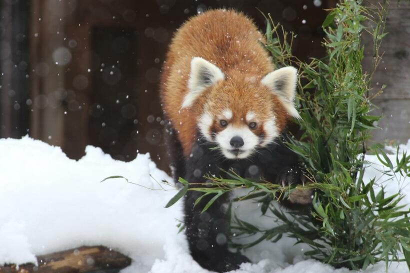 雪がちらつく中にひょっこり顔を出す風太（千葉市動物公園提供）