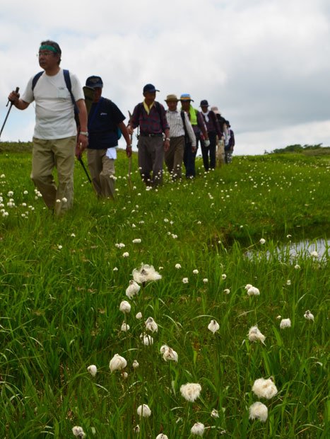 今年７月、登山客でにぎわう白神山地の田代岳（秋田県）。ワタスゲの咲く高層湿原は熟年登山者にも人気（c）朝日新聞社　＠＠写禁