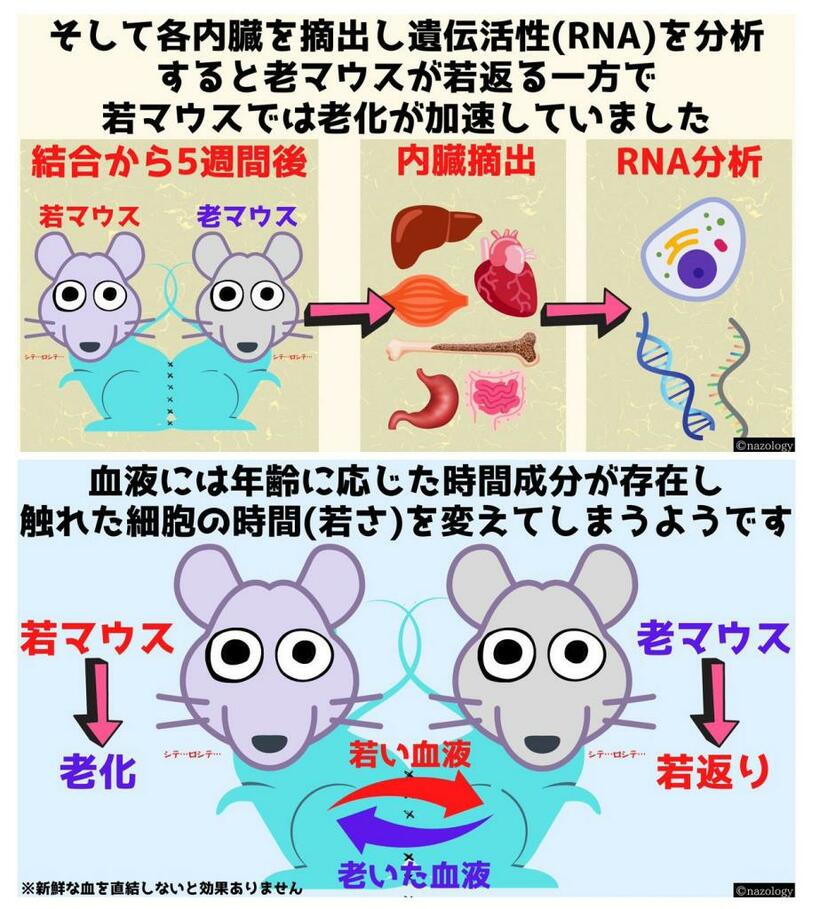 科学メディア「ナゾロジー」／身近な科学現象から最先端の研究まで多ジャンルの記事を扱う。オリジナルのビジュアルで解説する記事も（https://nazology.net/）　（ｃ）nazology