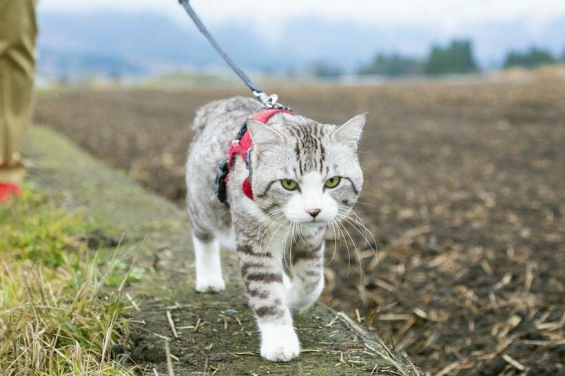 熊本城の視察を終え阿蘇に戻っても、まだまだパトロールは続いた（ｐｈｏｔｏ　草野清一郎）