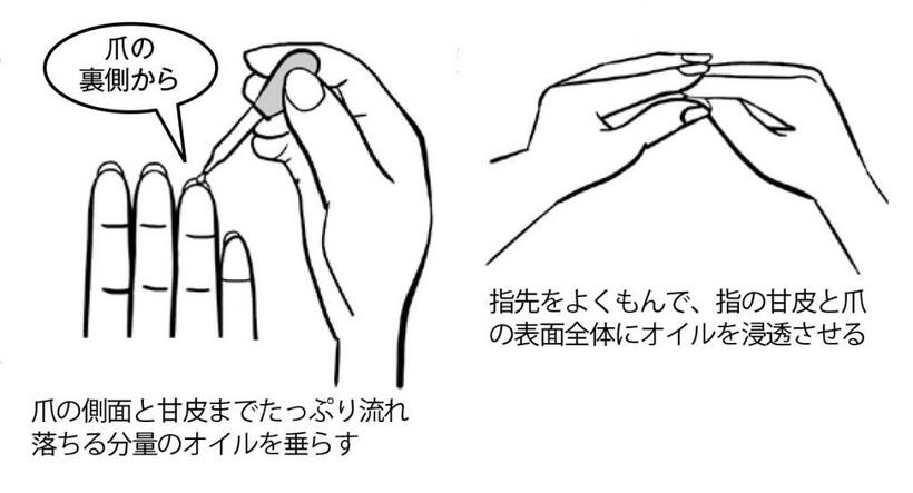 指先をよくもんで、指の甘皮と爪の表面全体にオイルを浸透させる　（イラスト：鹿野理恵子）