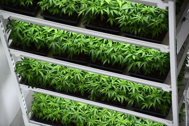 カナダでは大麻栽培の様子を眺められる見学施設も（ｃ）朝日新聞社