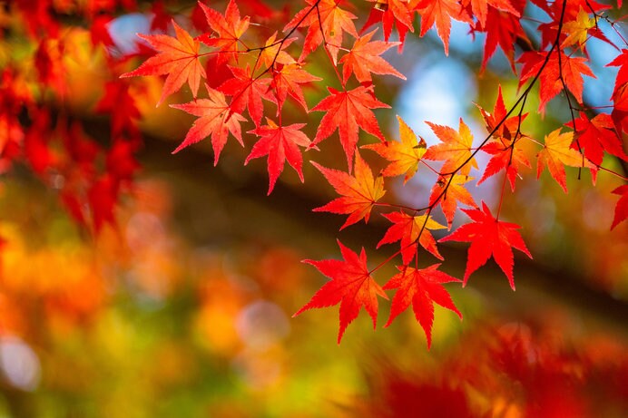 日本の秋を感じる美しい紅葉スポットをご紹介します！