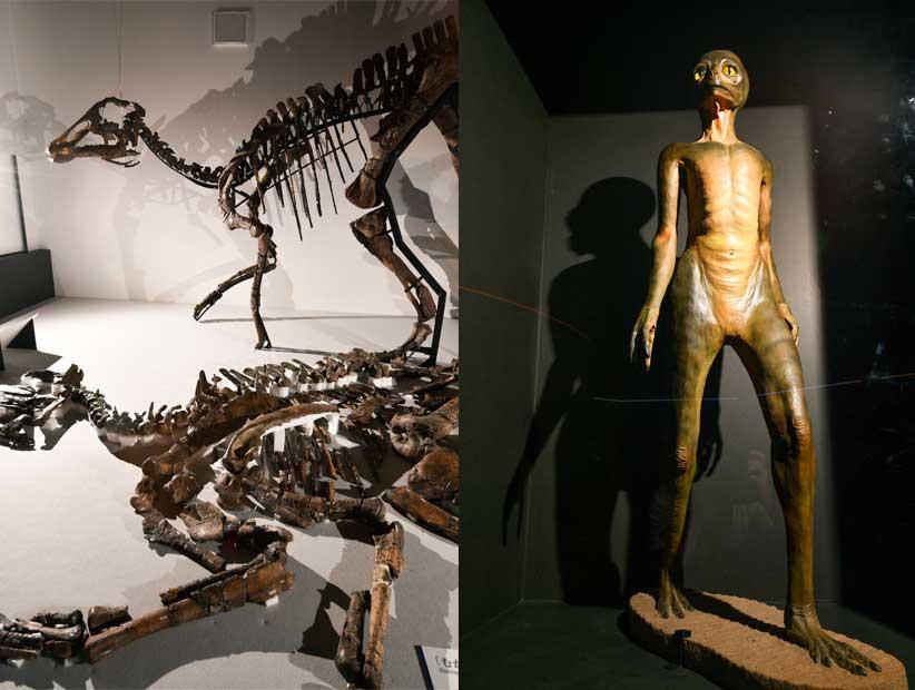 【むかわ竜】（左）白亜紀後期　産出地：北海道むかわ町　推定全長：８ｍ　北海道で発見されたハドロサウルス科の新種の可能性が高い大型恐竜。実物化石（写真手前）と全身復元骨格が地元・むかわ町以外で初公開（むかわ町穂別博物館蔵）／【恐竜人間】（ディノサウロイド）　もし恐竜が絶滅していなかったら、脳が進化し、二足歩行をしていたというカナダのデール・ラッセル博士の仮説をもとにつくられたモデル（群馬県立自然史博物館蔵）