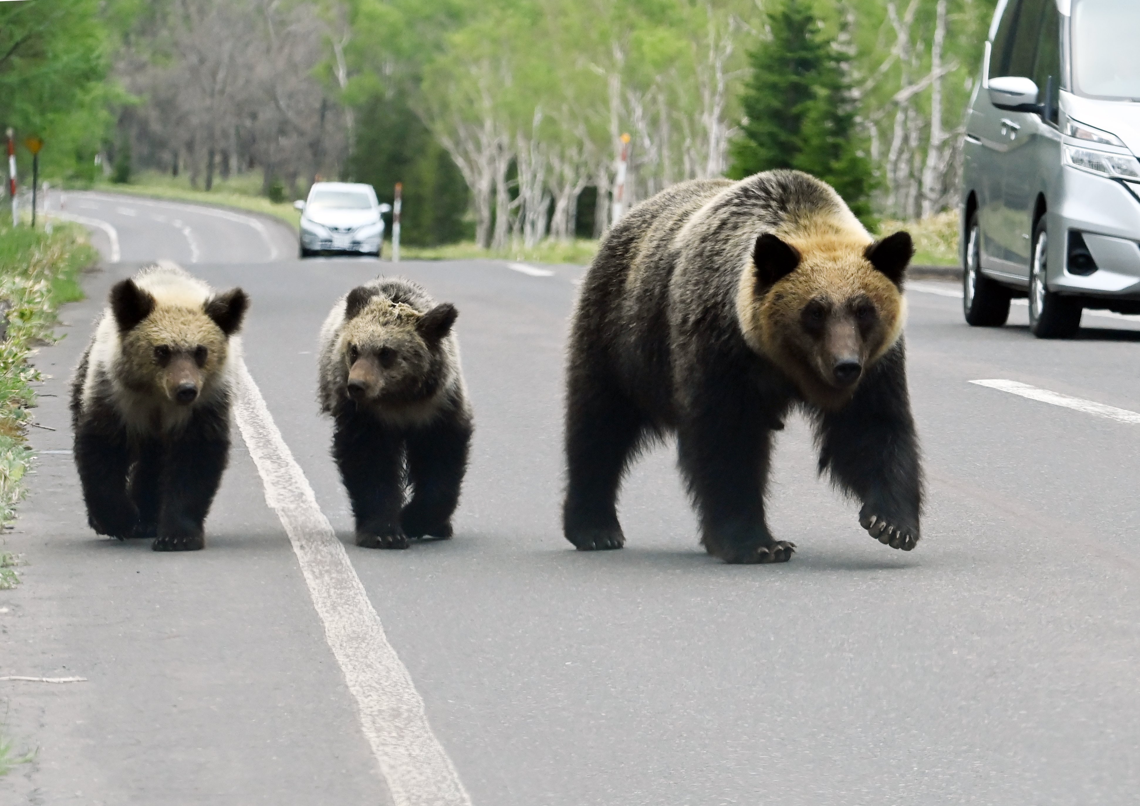 クマが食べるため？「山にどんぐり」問題が再燃 疑われた環境団体は