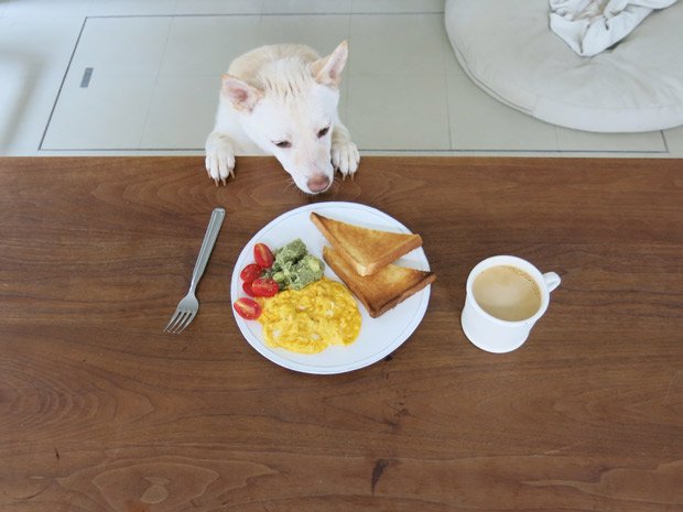 桑原奈津子さんが毎日Twitterにアップする、愛犬・キップルと朝食やおやつの写真　（撮影／桑原奈津子）
