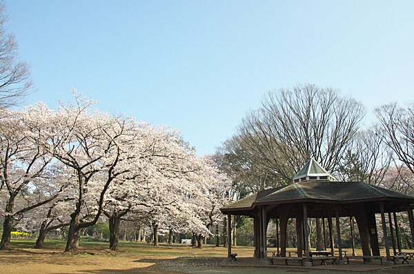 桜咲く時季の代々木公園