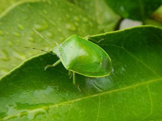 ツヤアオカメムシ（Ｃ）朝日新聞社 