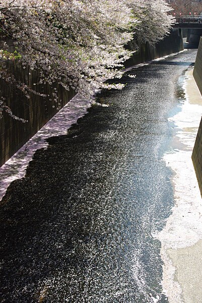 目黒川（東京）の水面を彩る桜の花びら