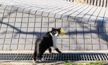 ハチワレ猫のワンポイトレッスン「ここでスター取れば無敵モードになります」【沖昌之】