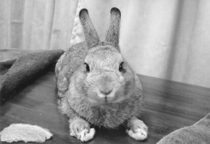 写真・図版(1枚目)| 第1050回 “なめウサギ”のグミとツンデレ夫