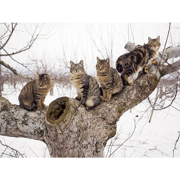 岩合光昭写真展「ふるさとのねこ」～津軽の四季、子ネコたちの物語。～より　(C) Mitsuaki Iwago