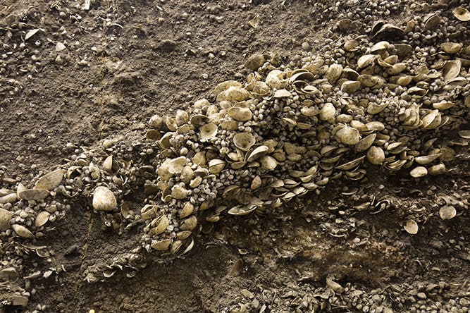 縄文時代の貝塚からもたくさん発見されたシジミ