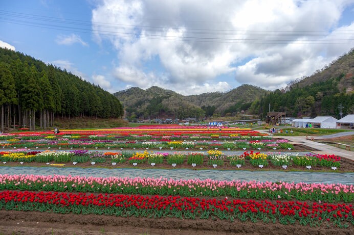 山々をバックにして、300種70万本のチューリップ畑が連なる「たんとう花公園」
