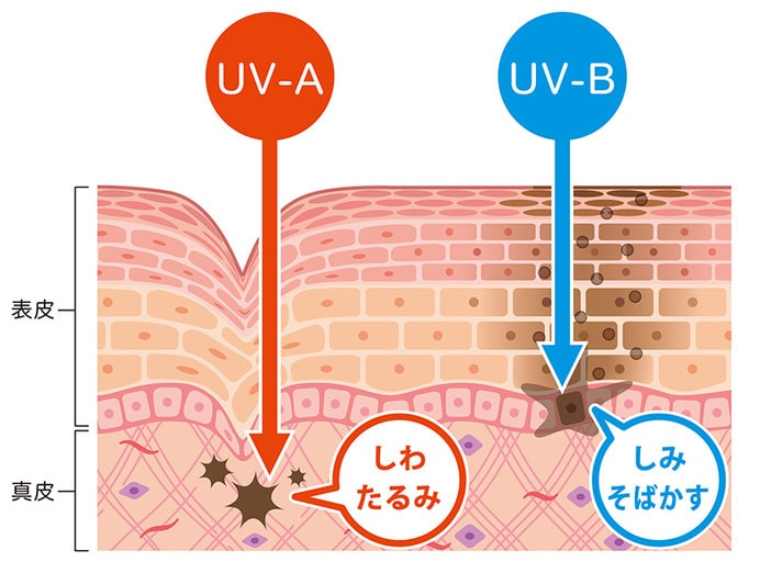 紫外線は種類によって、波長の長さ、肌への影響が異なります