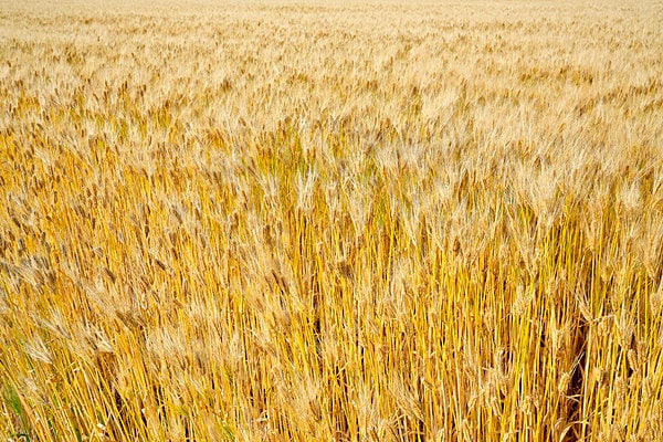 “麦秋”。収穫期を迎えた六条麦
