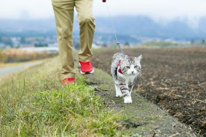 ニャン吉は、人間でいえばすでに古希を迎えたというのに変わらない健脚で、毎朝、パトロールにはげむ（ｐｈｏｔｏ　草野清一郎）