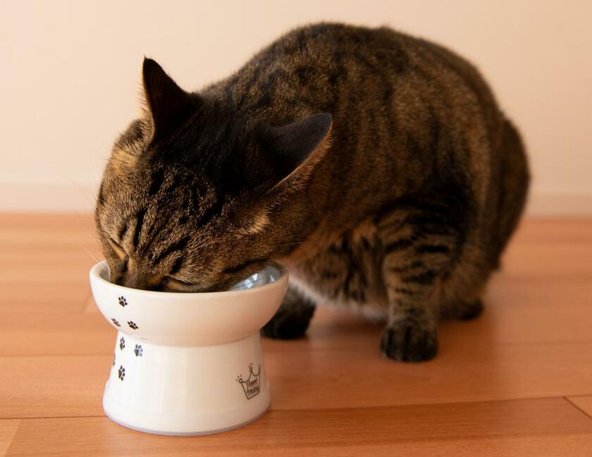 ハッピーダイニングでえさを食べる猫