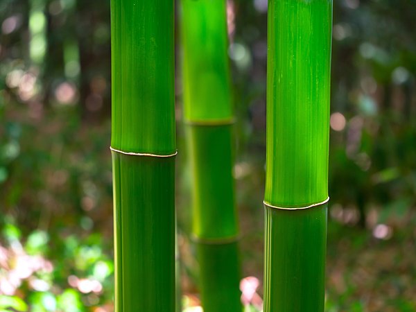 竹の花言葉は「節度」「節操のある」（花言葉って…）