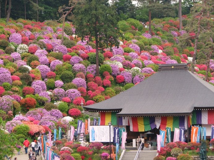 塩船観音寺は色とりどりのツツジの見事さから「花の寺」とも呼ばれる