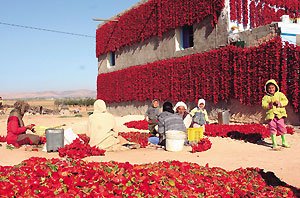 2005年12月、チュニジアの最高峰シャンビ山（1544メートル）登山の途中に立ち寄った集落で、EOS KissデジタルNで撮影。サハラ砂漠近くの乾燥した大地と白壁の家に、干された唐辛子の赤が鮮やかだ