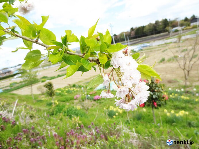 初めて開花した東松島市のシダレザクラ（2013年5月2日撮影）