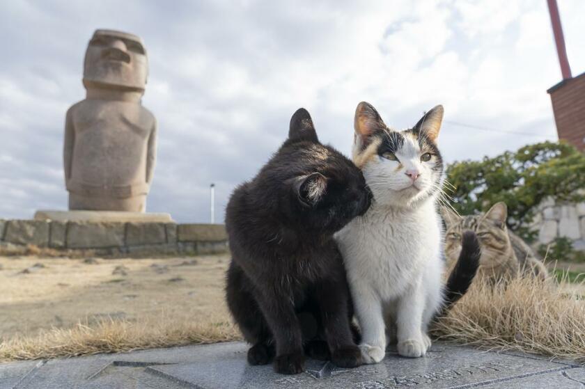 女木島の猫たち。３匹います。後方のモアイ像は、イースター島のモアイ像修復プロジェクトに参加した高松市のクレーンメーカーが吊り起こし実験に使用したもの（撮影／楠本涼）