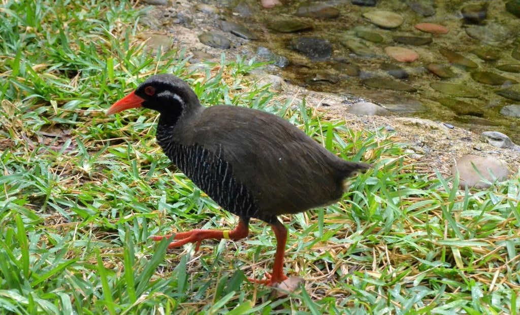 ニホンウナギ、ジュゴン、ヤンバルクイナ… 日本にいる絶滅危惧種って