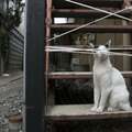 【特別公開4日目】人気猫写真家・沖昌之さんの新刊写真集『明日はきっとうまくいく』から、選りすぐりのページを5日間限定で公開!