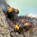 「スズメバチ」の駆除相談が増加 レスキュー系「悪徳業者」の被害を防ぐには【高額請求に警鐘】