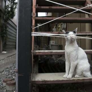 【特別公開4日目】人気猫写真家・沖昌之さんの新刊写真集『明日はきっとうまくいく』から、選りすぐりのページを5日間限定で公開!