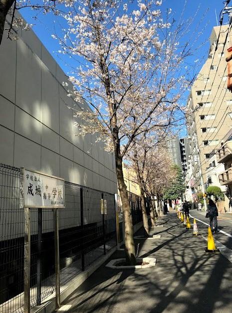 成城中高の正門にある桜（写真／成城中学校・高等学校提供）